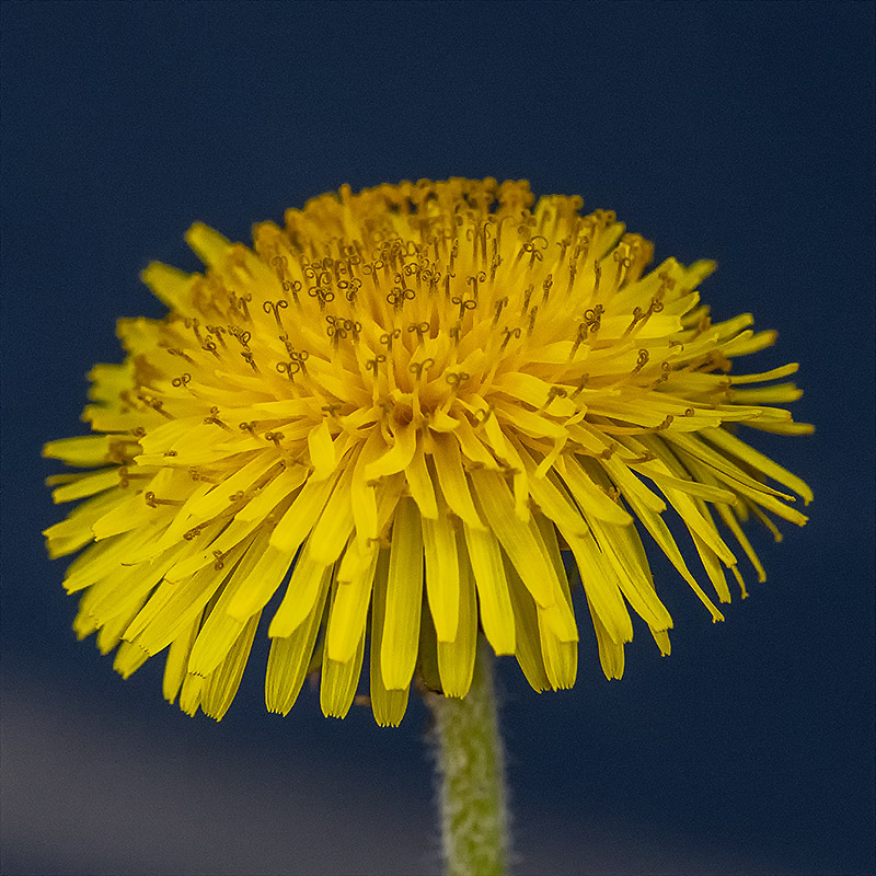 Globular bloom.jpg