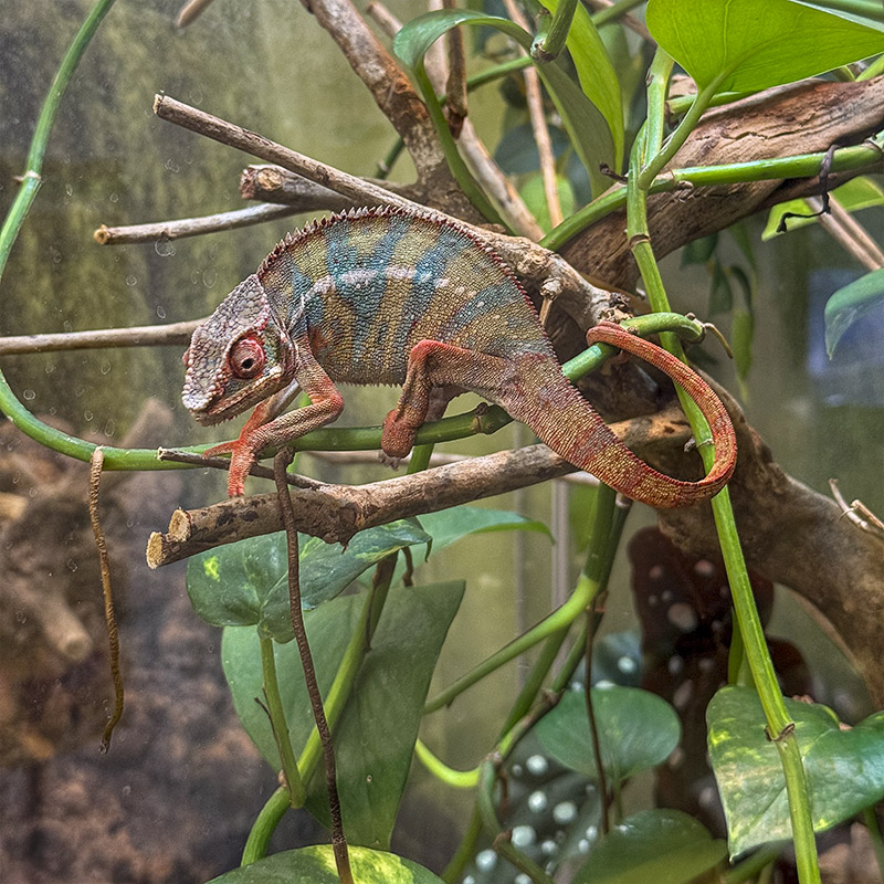 Panther Chameleon.jpg