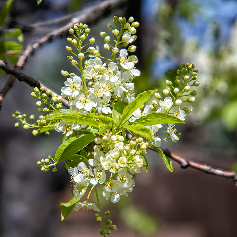 Chokecherry 1.jpg