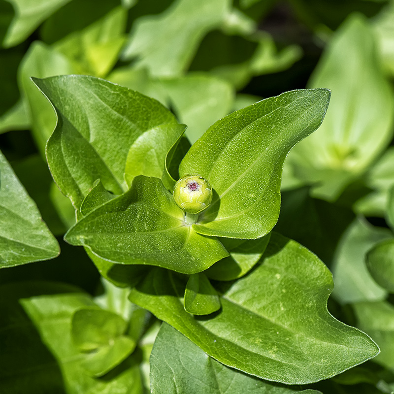Zinnia 2.jpg