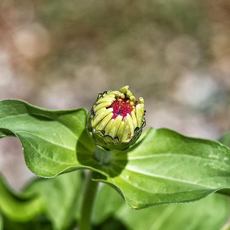 Zinnia 5.jpg