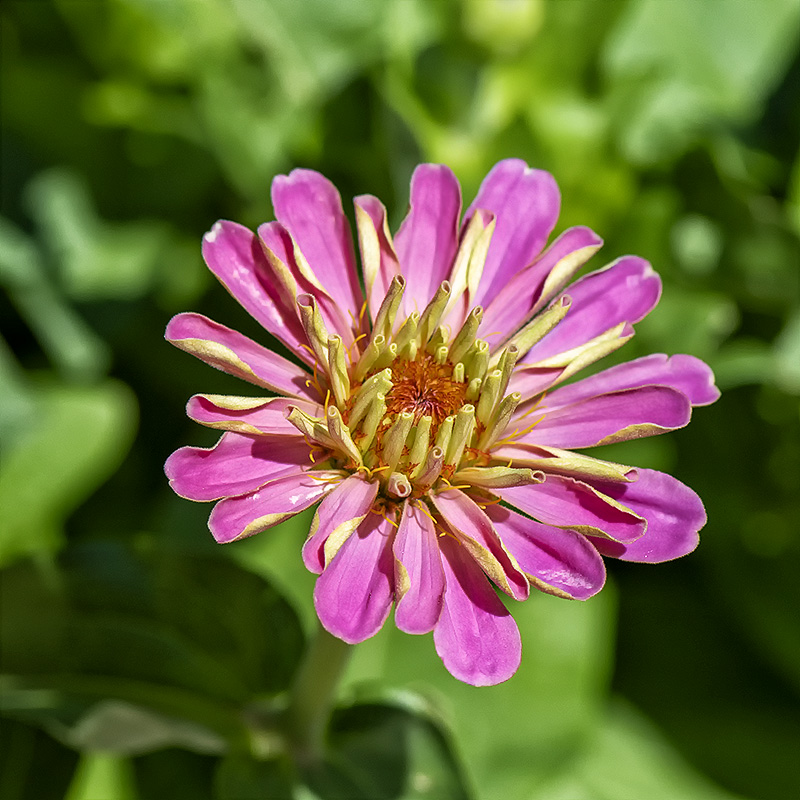 Zinnia 6.jpg