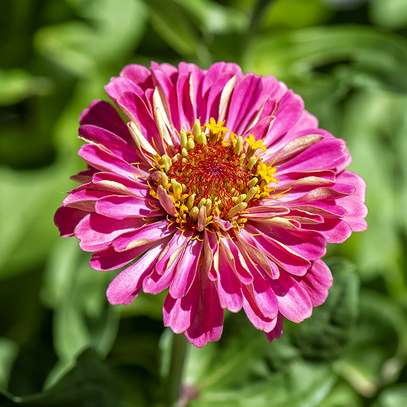 Zinnia 7.jpg