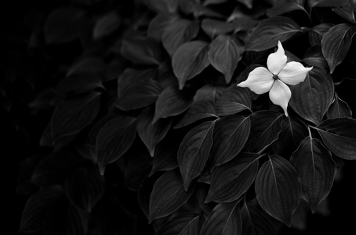 L1010299.jpg