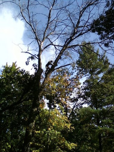 tree trimming