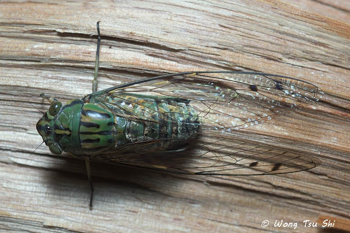<i>(</i>Cicadidae, <i> Orientopsaltria musicus)</i><br />True Cicada