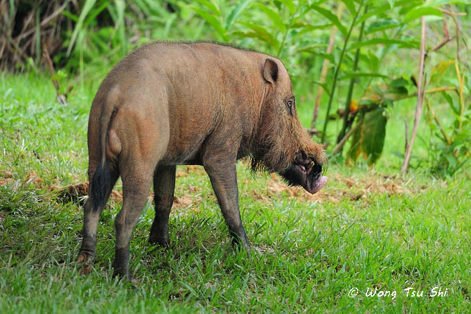 <i>(Sus barbatus)</i><br /> Bearded Pig