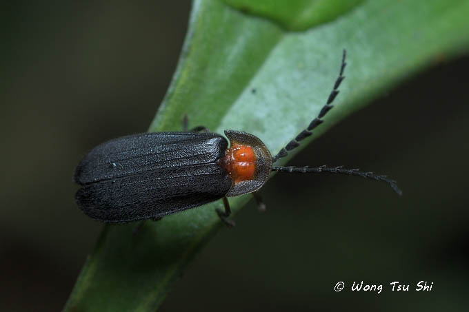 <i>(</i>Lycidae, <i>Plateros sp.)[A]</i> <br />Net-winged beetle