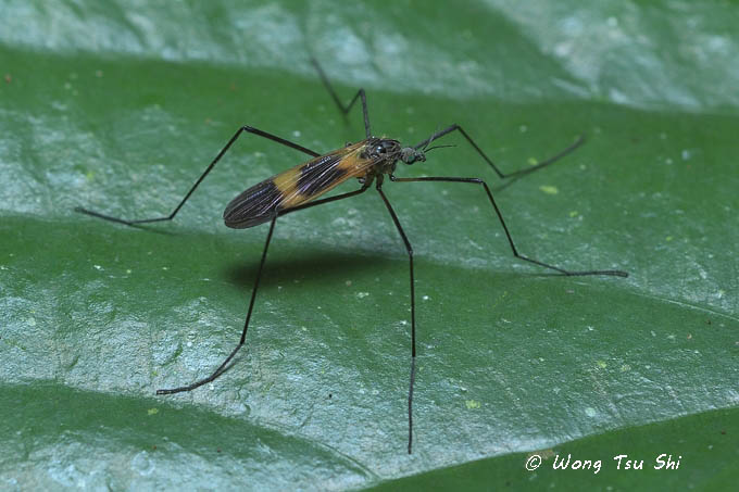 <i>(</i>Limoniidae, <i>Hexatoma, </i><mark>{Subgenus}</mark> <i>Eriocera sp.) [A]</i> <br /> Leminiid Crane Fly