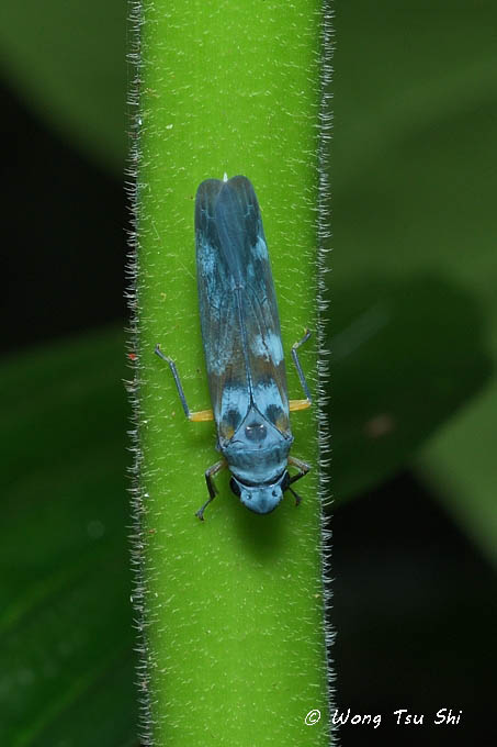 (Cicadellidae, <br /><mark>{Tribe}</mark> Cicadellini sp.)[A]<br />Sharpshooters
