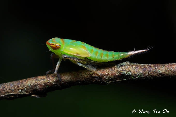 <i>(</i>Cicadellidae, <i>Tartessus sp.) Nymph</i>