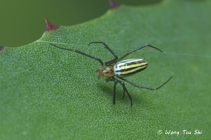 <i>(Nephila pilipes)</i><br /> Golden Web Spider <br /> sub ♀
