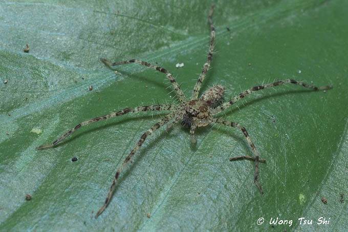 <i>(Heteropoda sp.)[J]</i><br /> ♀