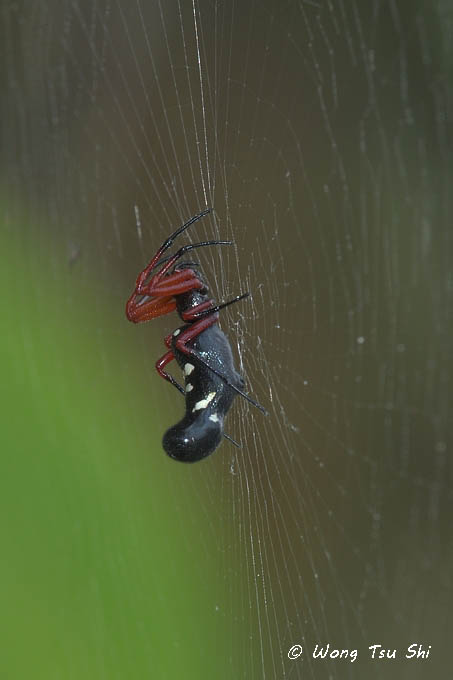 <i>(Cyclosa sp.)[B]</i> <br /> ♀