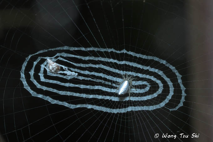 <i>(Cyclosa sp.)[A]</i>
