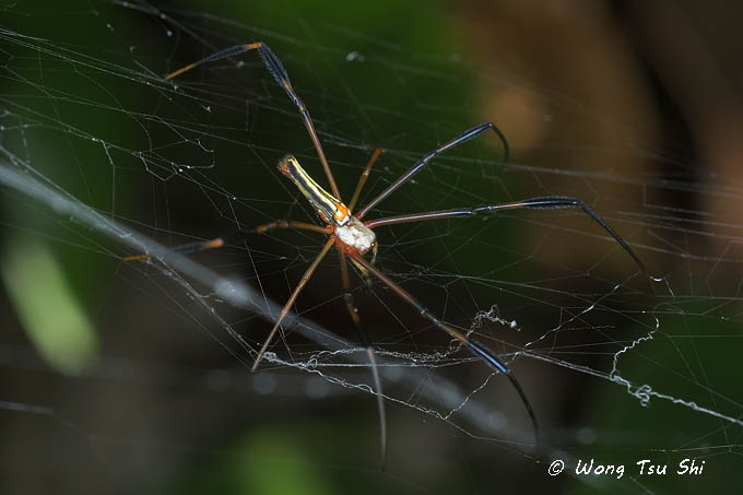 <i>(Nephila pilipes)</i><br /> Golden Web Spider ♀