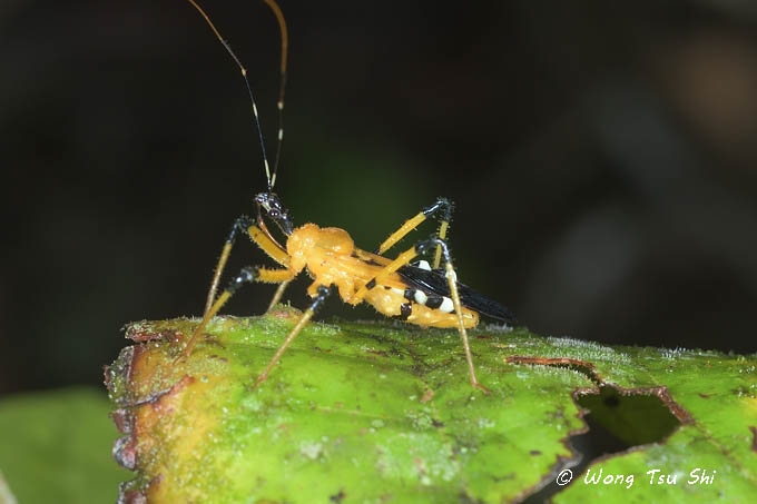 <i>(</i>Reduviidae, <i>Cosmolestes picticeps )</i><br />Assassin Bug