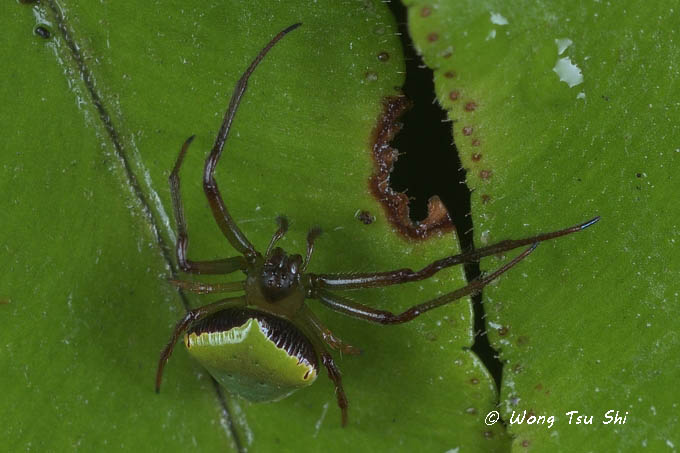 <i>(cf. Araneus sp.)[H] </i><br /> ♀