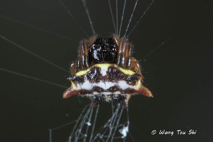 <i>(Gasteracantha sp.)[D]</i><br /> ♀