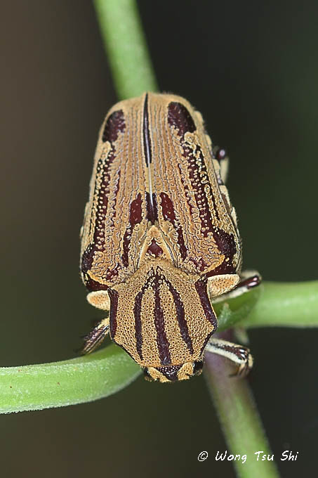 <i>(</i>Scarabidae, <i>Taeniodera cervina)</i><br />Scarab Beeetle