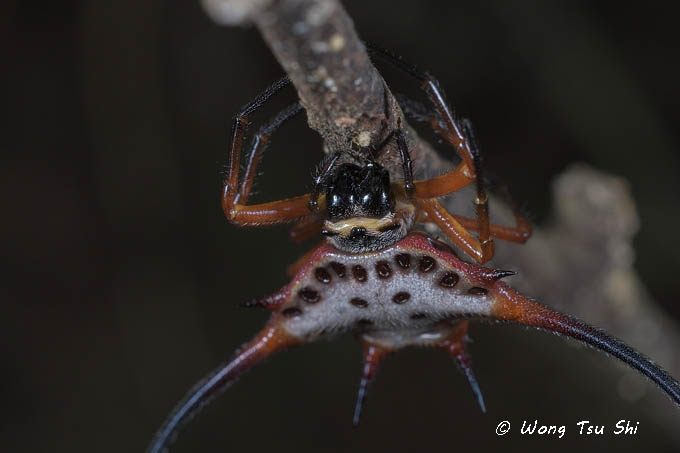 <i>(Macracantha arcuata)</i><br /> Long Horn Spider ♀
