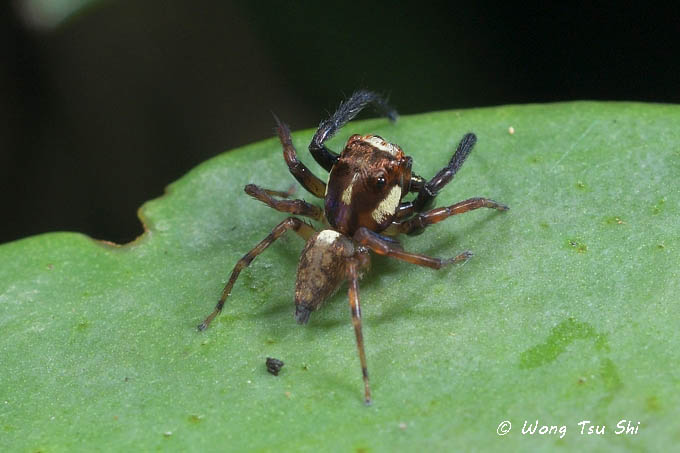 <i>(Parabathippus sp.)[E]</i> <br /> ♂
