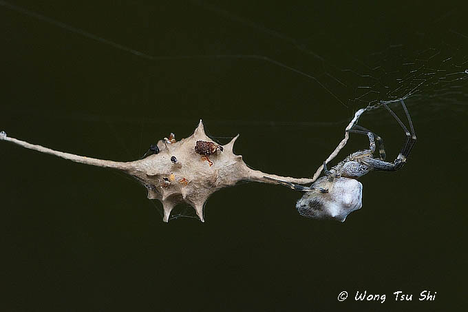 <i>(Uloborus sp.)[B]</i><br /> ♀