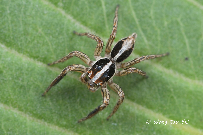 <i>(Plexippus paykulli)</i><br /> ♂