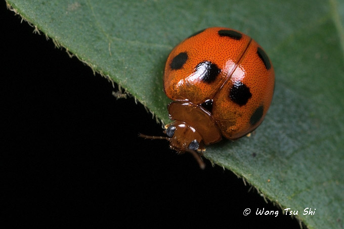<i>(</i>Coccinellidae,<i>Henosepilachna sp.)[B]</i><br />Ladybird Beetle