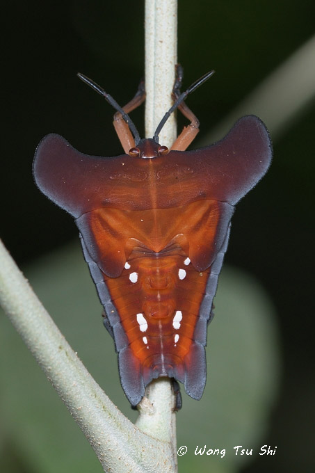 <i>(Cf. Tessaratomidae sp.)[ A ]</i><br />Giant Shield Bug