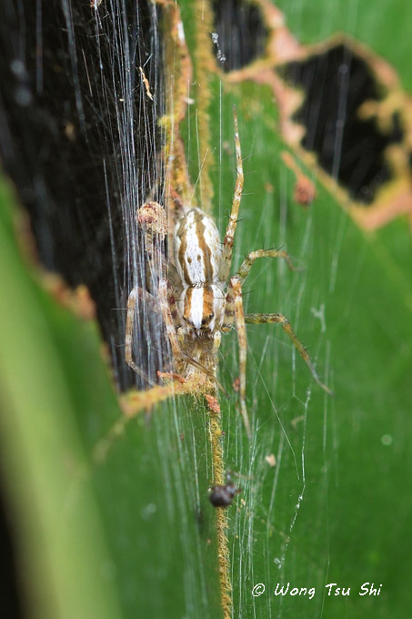 <i>(Hygropoda sp.)[B]</i><br /> ♀
