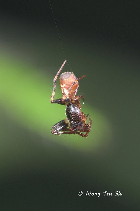 <i>(Cyclosa bifida)</i><br />♂