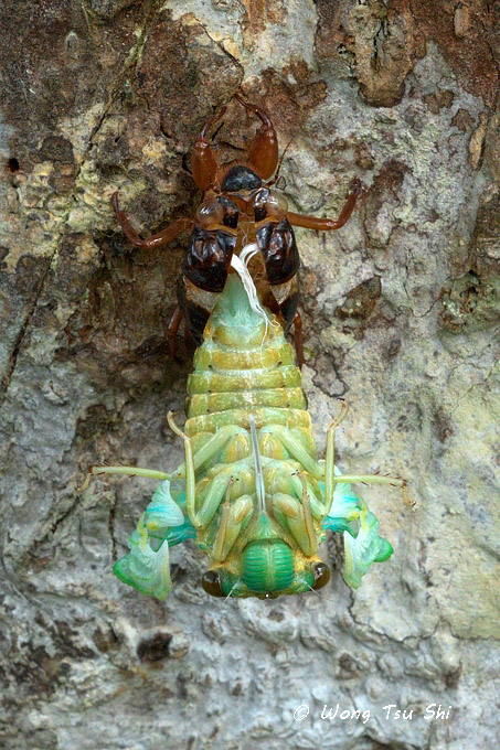 (Cicadidae sp.)[H]<br />True Cicada