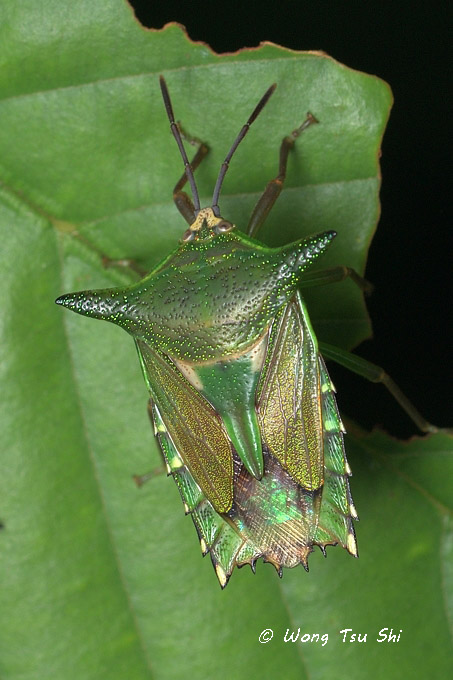<i>(</i>Tessaratomidae, <i>Pygoplatys sp.)[A]</i><br />Giant Shield Bug