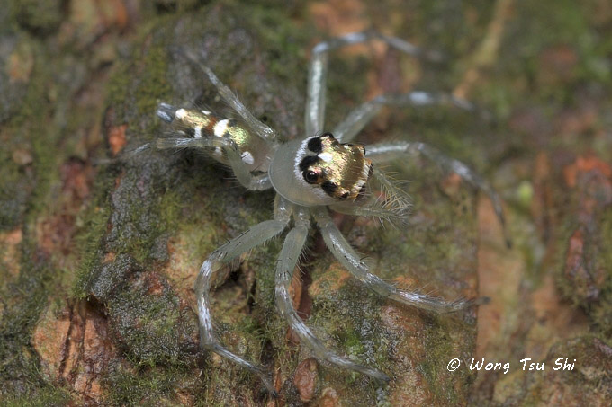 <i>(Epeus sp.)[D]</i><br /> ♀