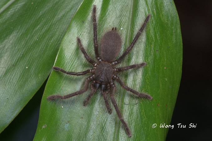 <i>(Phlogiellus sp.)[A]</i><br /> ♀