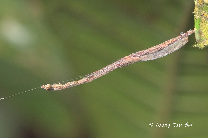 <i>(Miagrammopes sp.)[D]</i><br /> ♀