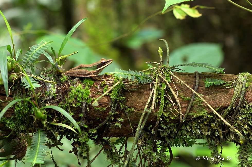 <i>(Rana chalconota)</i><br />White-lipped Frog