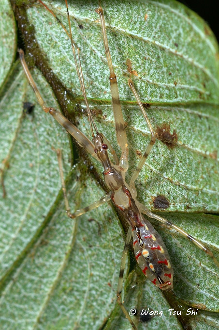 (Reduviidae, sp.)[F]<br />Assassin Bug