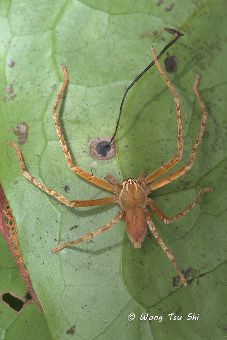 <i>(Gnathopalystes sp.)[C]</i><br /> ♂