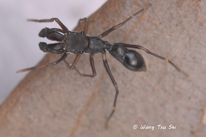 <i>(Myrmarachne gedongensis)</i><br /> ♂