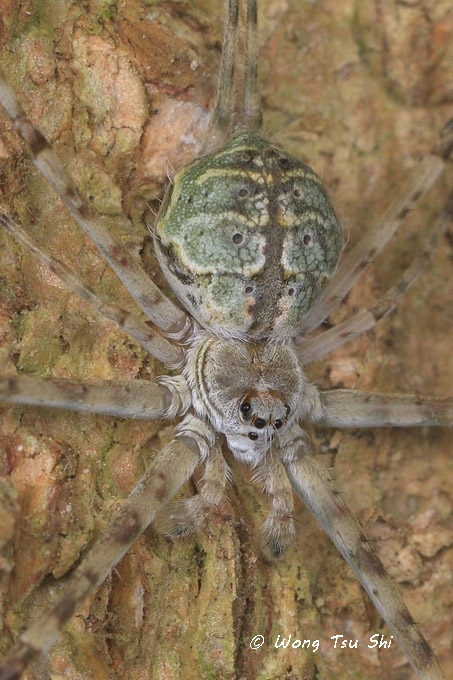 <i>(Hersilia sp. )[E]</i><br /> ♀