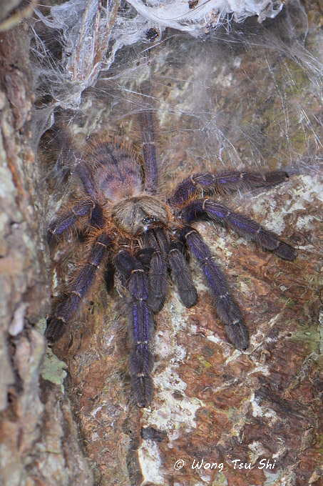 <i>(Phormingochilus everetti)</i><br /> ♀