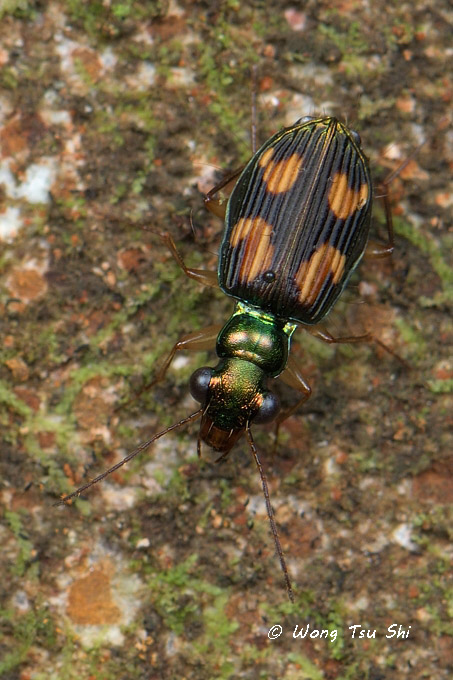 <i>(</i>Carabidae, <i>Pericalus depressus)</i><br /> Ground Beetle