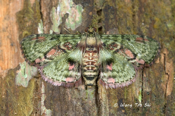 <i>(</i>Geometridae, Larentiinae, <br /><i>cf. Calluga sp.)</i>