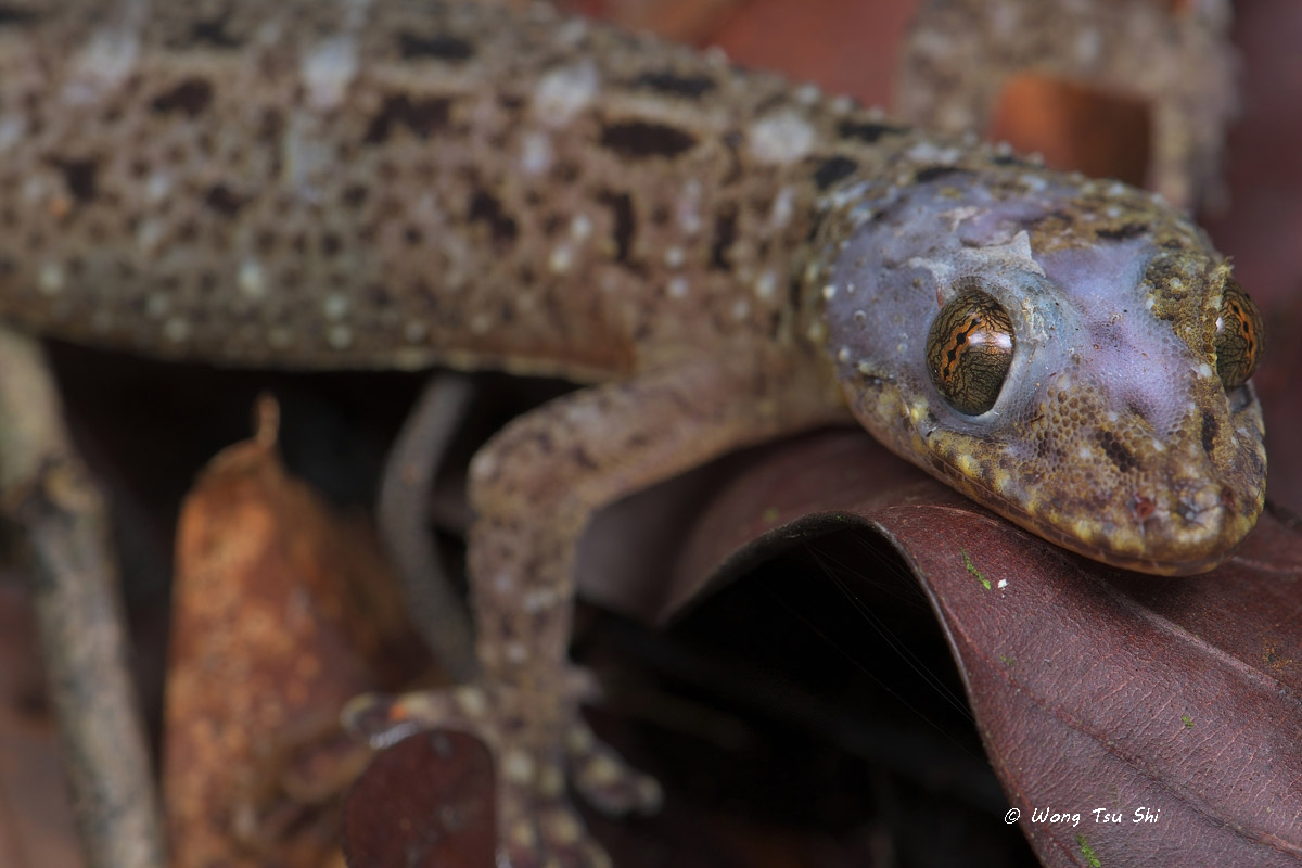 <i>(Gekko monarchus)</i><br /> Spotted House Gecko