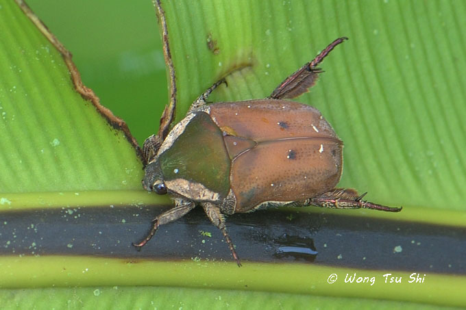 <i>(</i>Scarabidae, <i>Protaetia ciliata)</i><br />Scarab Beetle