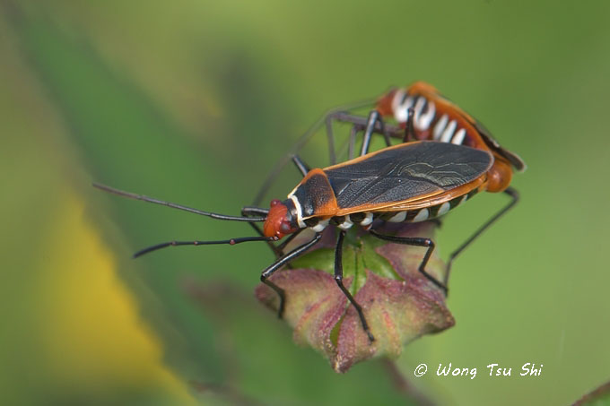 <i>(</i>Pyrrhocoridae, <i>Dysdercus sp.)[C]</i><br />Red Bug