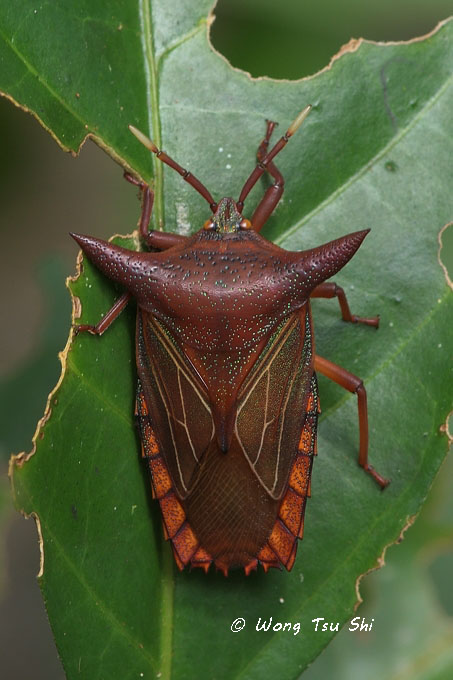 <i>(</i>Tessaratomidae, <i>Pygoplatys lunatus)</i><br />Giant Shield Bug