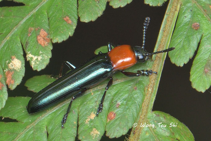 <i>(</i>Erotylidae, <i>Languria sp.)[A]</i><br /> Lizard Beetle